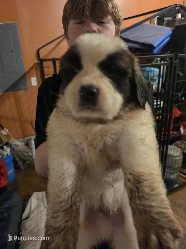 Dark green collar  – Great Pyrenees, Saint Bernard puppy for sale in Grand Ronde, OR