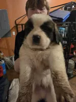 Dark green collar , a male Great Pyrenees and Saint Bernard for sale in Grand Ronde, OR – 1 of 5