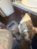 Duchess (pink collar) , a female Great Pyrenees and Saint Bernard for sale in Grand Ronde, OR – 2 of 3