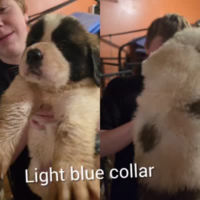 Light blue collar , a male Great Pyrenees and Saint Bernard for sale in Grand Ronde, OR – 3 of 4
