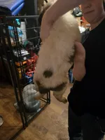 Light blue collar , a male Great Pyrenees and Saint Bernard for sale in Grand Ronde, OR – 4 of 4