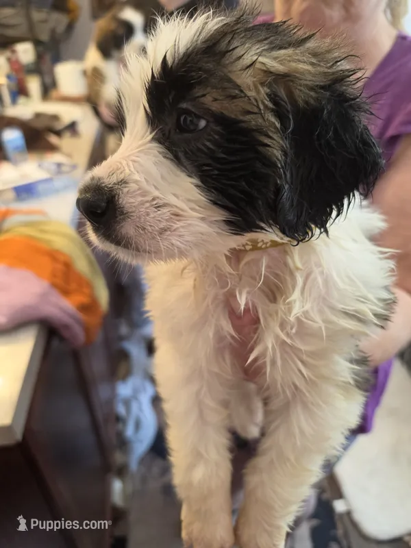 Yellow collar  – Great Pyrenees, Saint Bernard puppy for sale in Grand Ronde, OR
