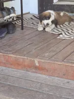 Red collar ( Luna) , a female Great Pyrenees and Saint Bernard for sale in Grand Ronde, OR – 8 of 8