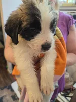 Red collar ( Luna) , a female Great Pyrenees and Saint Bernard for sale in Grand Ronde, OR – 1 of 8