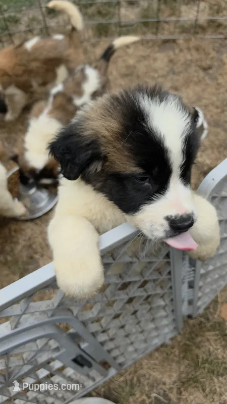 Duchess (pink collar)  – Great Pyrenees, Saint Bernard puppy for sale in Grand Ronde, OR