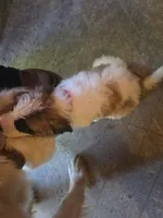 Light pink (honey), a female Great Pyrenees and Saint Bernard for sale in Grand Ronde, OR – 7 of 10