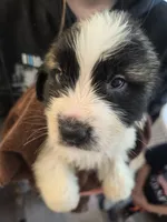 Black collar ( Panther) , a male Great Pyrenees and Saint Bernard for sale in Grand Ronde, OR – 1 of 8