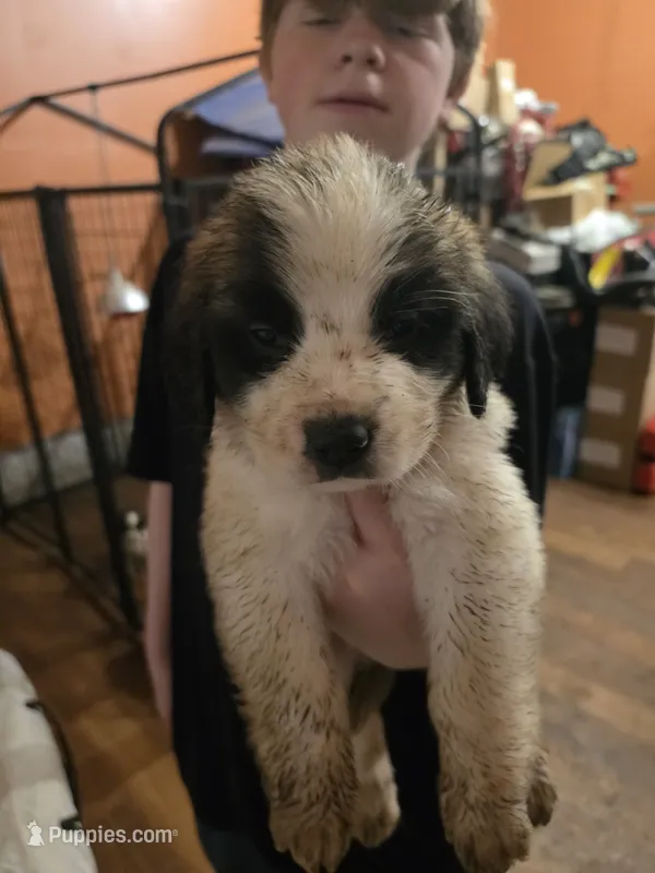 Red collar  – Great Pyrenees, Saint Bernard puppy for sale in Grand Ronde, OR