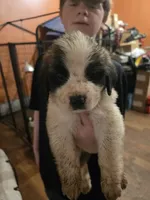 Red collar , a female Great Pyrenees and Saint Bernard for sale in Grand Ronde, OR – 1 of 3