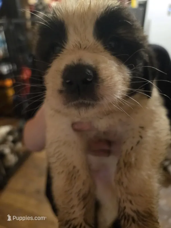 Yellow collar  – Great Pyrenees, Saint Bernard puppy for sale in Grand Ronde, OR