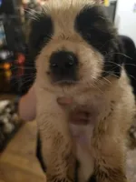Yellow collar , a female Great Pyrenees and Saint Bernard for sale in Grand Ronde, OR – 1 of 3