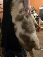 Dark green collar , a male Great Pyrenees and Saint Bernard for sale in Grand Ronde, OR – 5 of 5