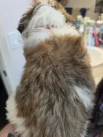 Red collar ( Luna) , a female Great Pyrenees and Saint Bernard for sale in Grand Ronde, OR – 5 of 8
