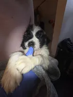 Duchess (pink collar) , a female Great Pyrenees and Saint Bernard for sale in Grand Ronde, OR – 3 of 3