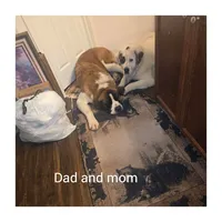 Red collar , a female Great Pyrenees and Saint Bernard for sale in Grand Ronde, OR – 2 of 3