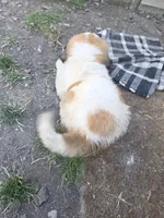 Light pink (honey), a female Great Pyrenees and Saint Bernard for sale in Grand Ronde, OR – 3 of 10