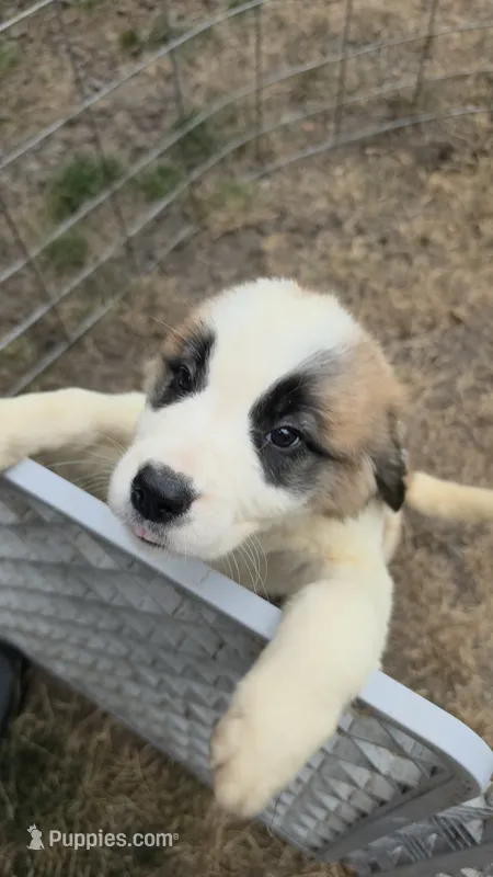 Light pink (honey) – Great Pyrenees, Saint Bernard puppy for sale in Grand Ronde, OR