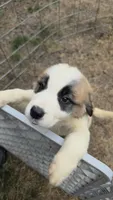 Light pink (honey), a female Great Pyrenees and Saint Bernard for sale in Grand Ronde, OR – 1 of 10