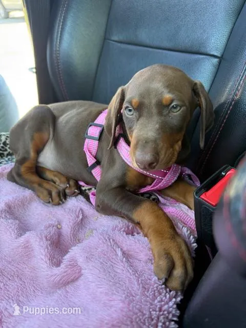 Canela  – Doberman Pinscher puppy for sale in Bakersfield, CA