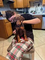 Canela , a female Doberman Pinscher for sale in Bakersfield, CA – Photo 2 of 4