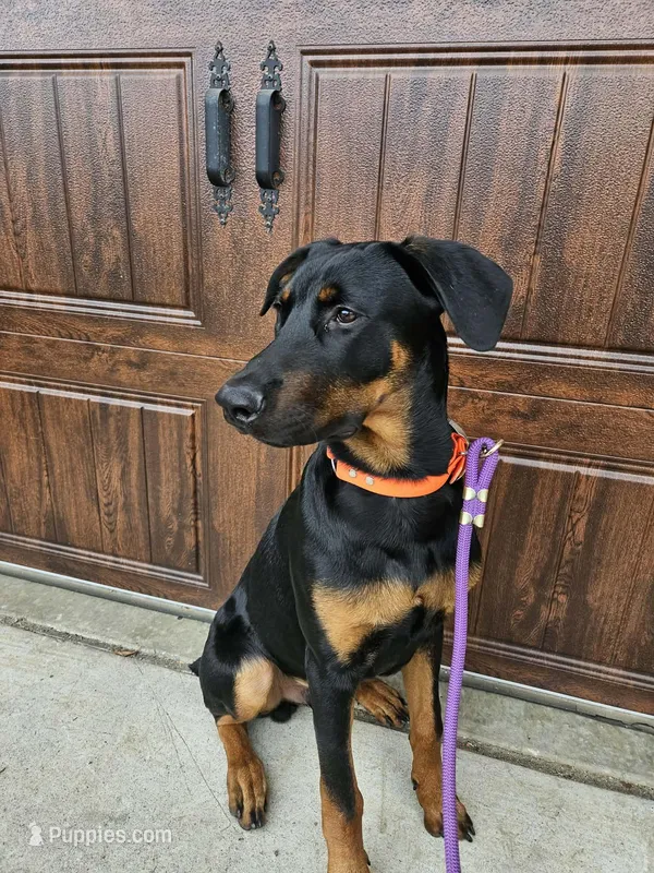 Milo  – Doberman Pinscher puppy for sale in Murrieta, CA