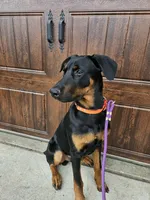 Milo , a male Doberman Pinscher for sale in Murrieta, CA – Photo 1 of 9