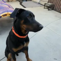 Milo , a male Doberman Pinscher for sale in Murrieta, CA – Photo 8 of 9