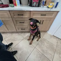 Milo , a male Doberman Pinscher for sale in Murrieta, CA – Photo 5 of 9