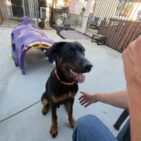 Milo , a male Doberman Pinscher for sale in Murrieta, CA – Photo 9 of 9