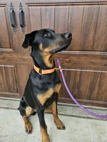 Milo , a male Doberman Pinscher for sale in Murrieta, CA – Photo 2 of 9
