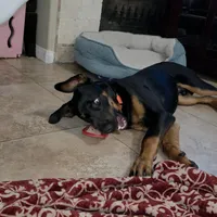 Milo , a male Doberman Pinscher for sale in Murrieta, CA – Photo 4 of 9