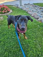 Milo , a male Doberman Pinscher for sale in Murrieta, CA – Photo 3 of 9