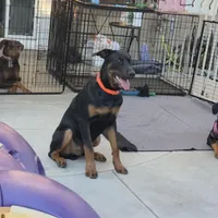 Milo , a male Doberman Pinscher for sale in Murrieta, CA – Photo 7 of 9
