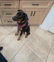 Milo , a male Doberman Pinscher for sale in Murrieta, CA – Photo 6 of 9