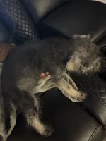 Mimi , a female Miniature Schnauzer for sale in Tampa, FL – 4 of 5