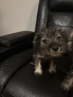 Mimi , a female Miniature Schnauzer for sale in Tampa, FL – 2 of 5