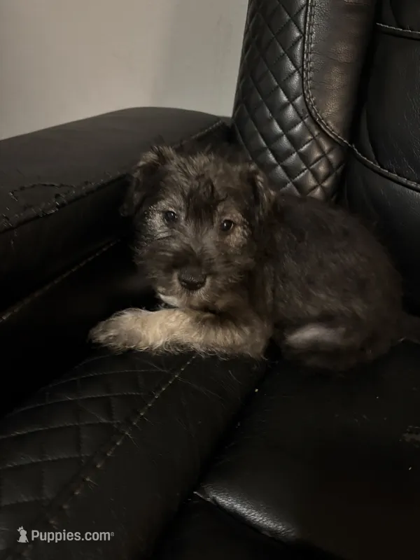 Mimi  – Miniature Schnauzer puppy for sale in Tampa, FL
