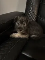 Mimi , a female Miniature Schnauzer for sale in Tampa, FL – 1 of 5