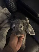 Mimi , a female Miniature Schnauzer for sale in Tampa, FL – 5 of 5