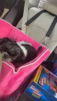Marrakesh, a male Shih Tzu for sale in Beverly, MA – 3 of 7