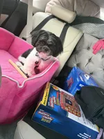 Marrakesh , a male Shih Tzu for sale in Philadelphia, PA – 1 of 10