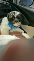 Marrakesh , a male Shih Tzu for sale in Philadelphia, PA – 5 of 10