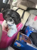 Marrakesh, a male Shih Tzu for sale in Beverly, MA – 2 of 7