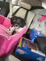 Marrakesh, a male Shih Tzu for sale in Beverly, MA – 6 of 7