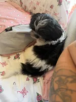 Marrakesh , a male Shih Tzu for sale in Philadelphia, PA – 8 of 10