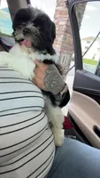 Marrakesh , a male Shih Tzu for sale in Philadelphia, PA – 7 of 10