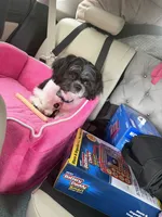 Marrakesh, a male Shih Tzu for sale in Beverly, MA – 7 of 7