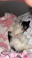 Marrakesh , a male Shih Tzu for sale in Philadelphia, PA – 6 of 10
