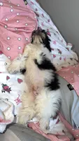 Marrakesh , a male Shih Tzu for sale in Philadelphia, PA – 4 of 10