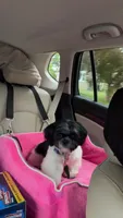 Marrakesh, a male Shih Tzu for sale in Beverly, MA – 4 of 7